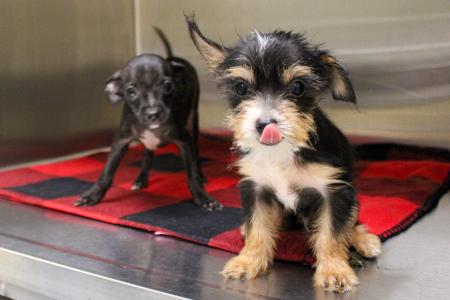 OC Animal Care Rescues 14 Dogs and Puppies | OC Animal Care